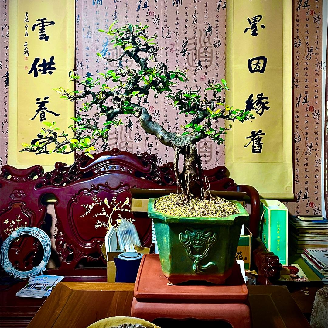 楚雄寻景园花卉