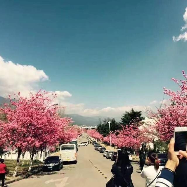 榴莲千层