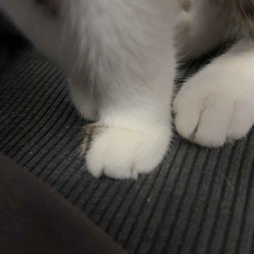 PuxsyCAT