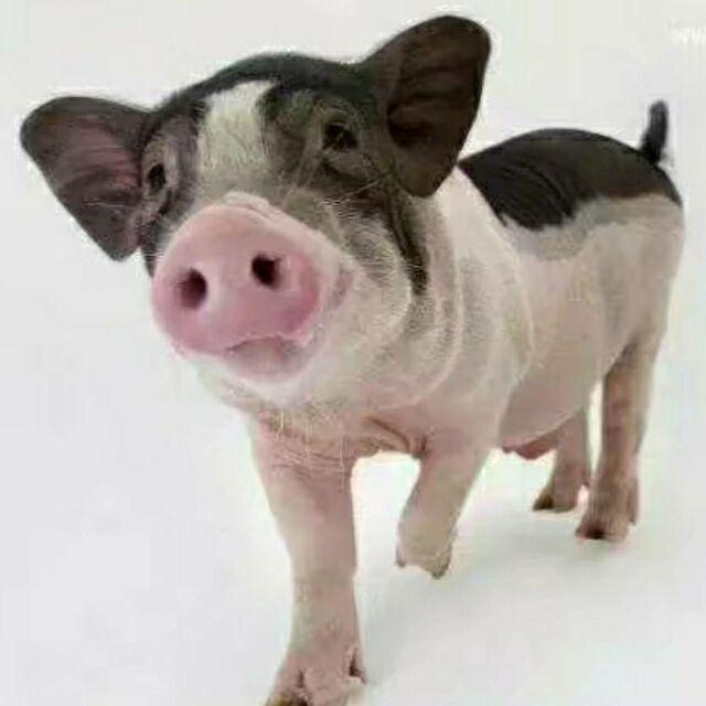 萌比小猪猪🐷