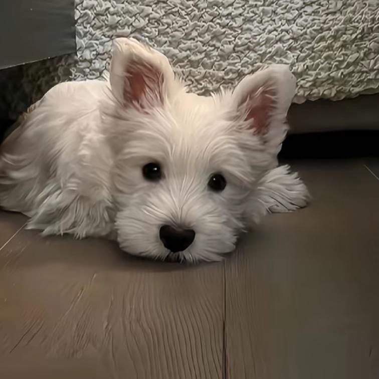 小小璐ouo