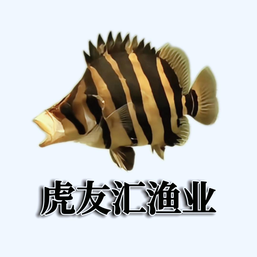 虎友汇渔业