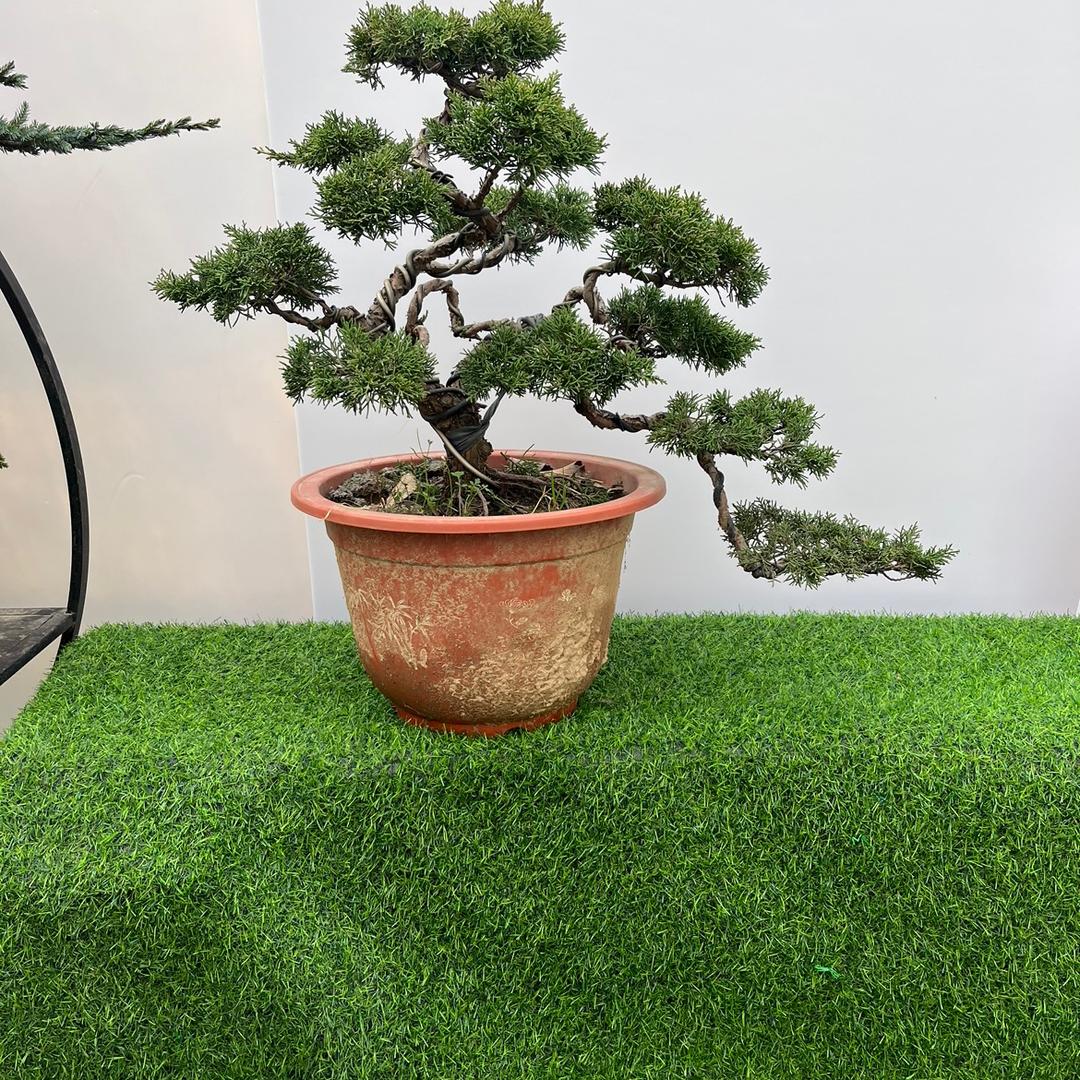 盛秋阁盆景