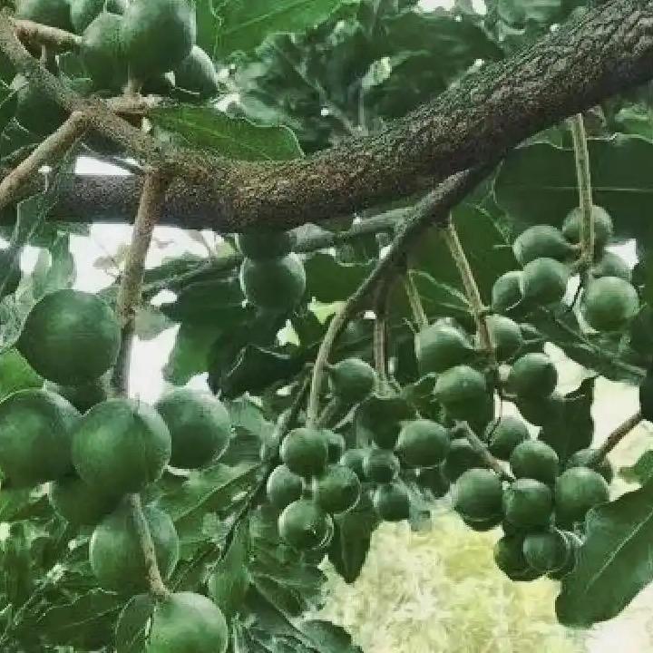 东哥（千品百货）
