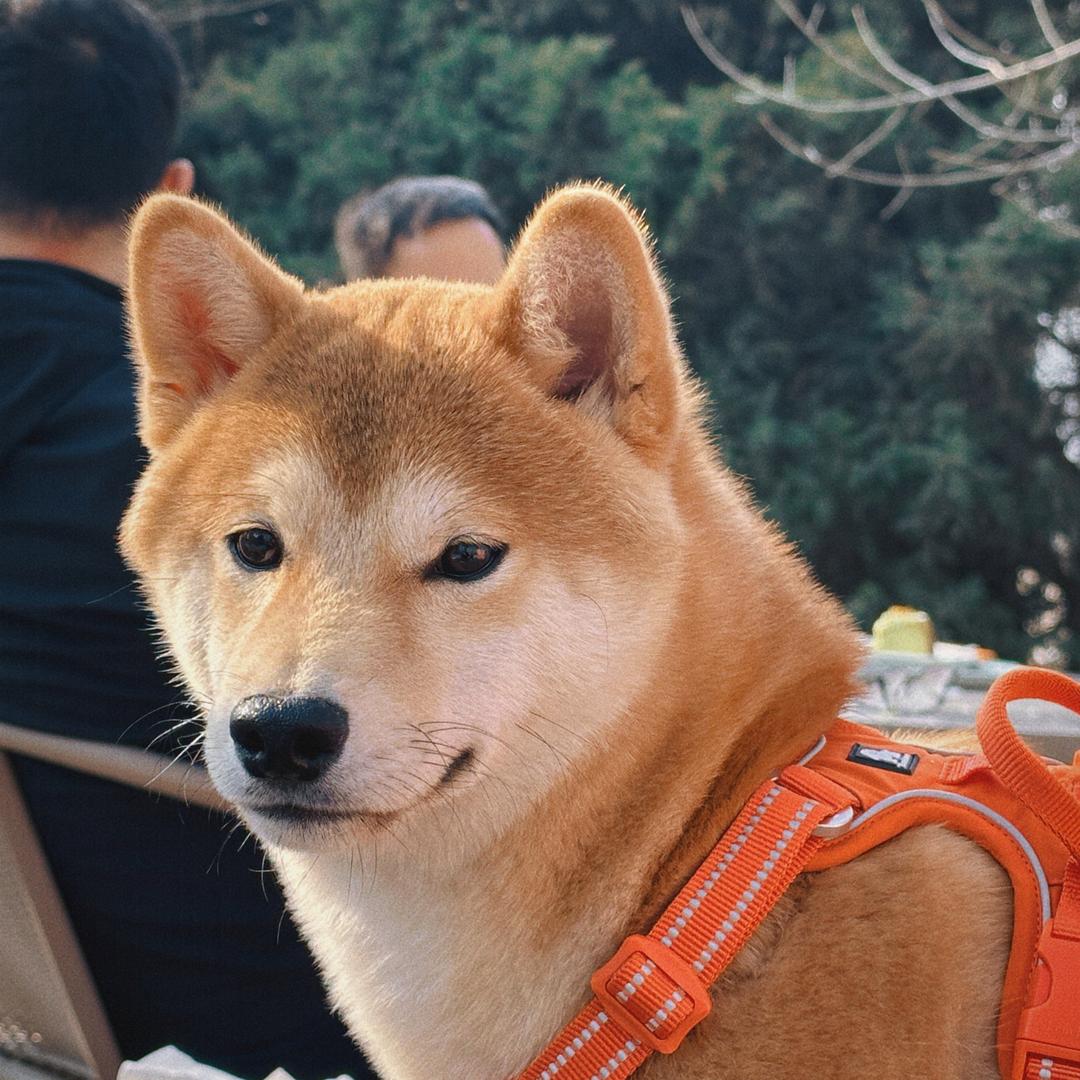 大吉是只柴