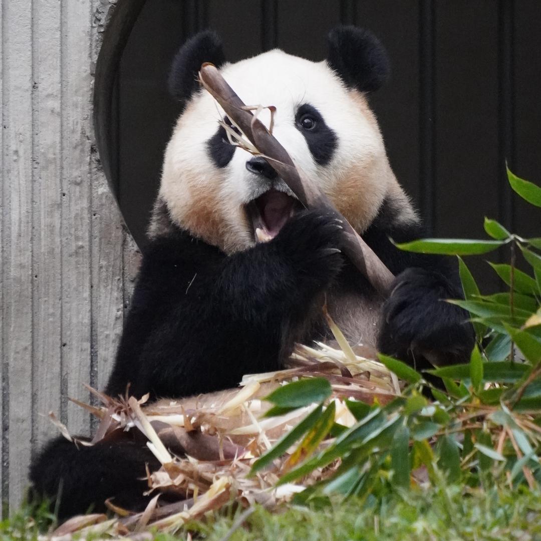 小福卷卷
