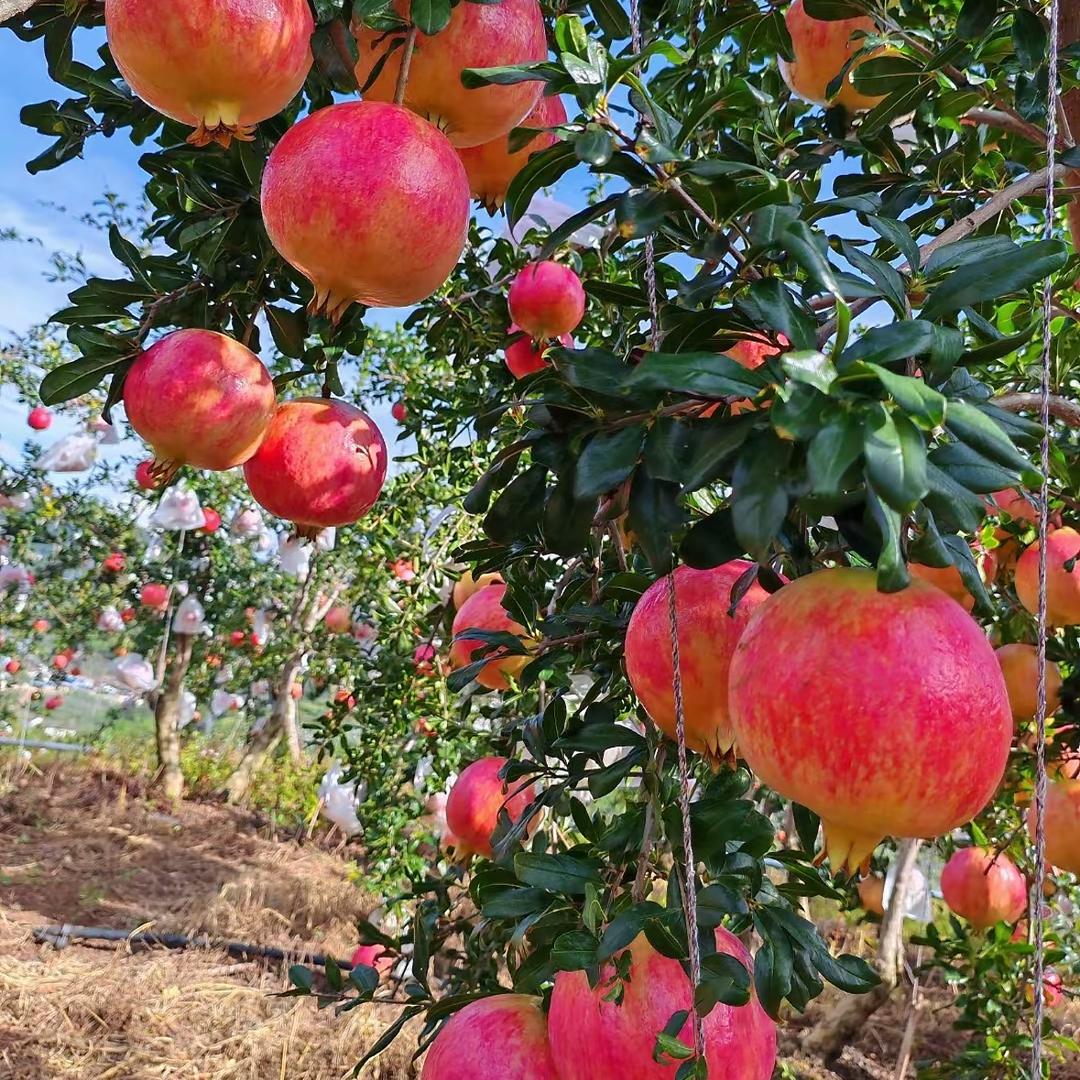 果果甜-突尼斯软籽石榴