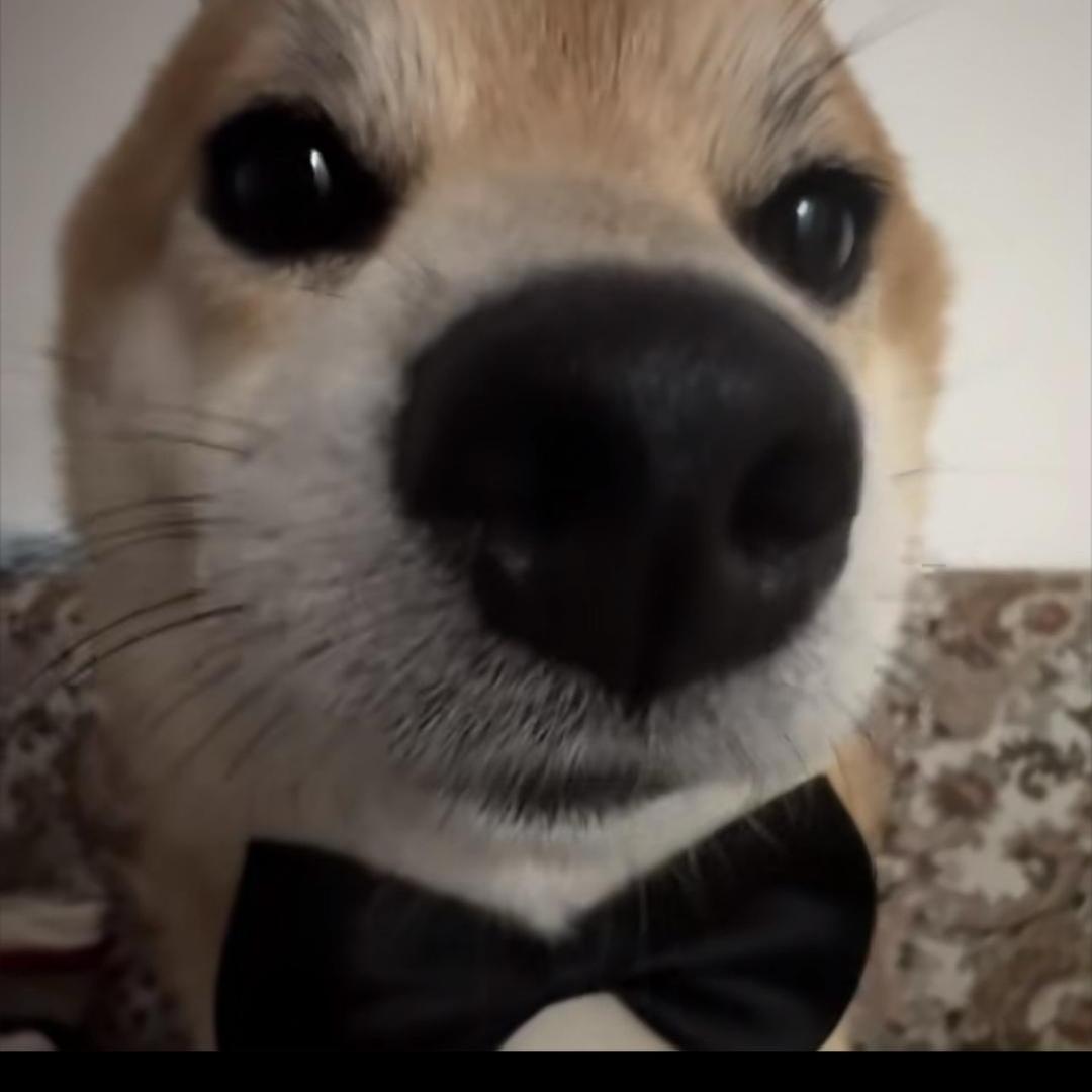 舟游