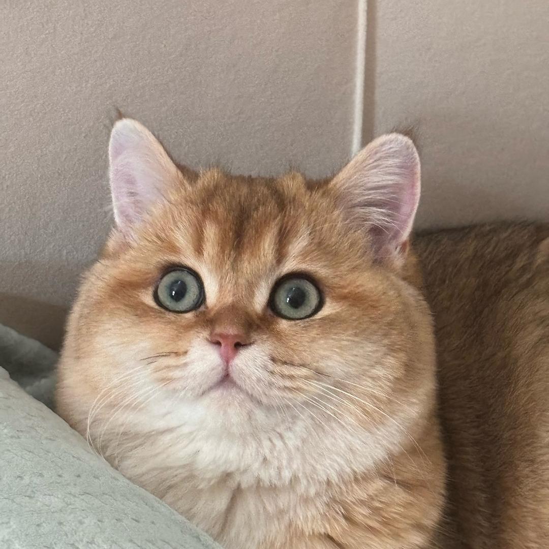 九月是只喵