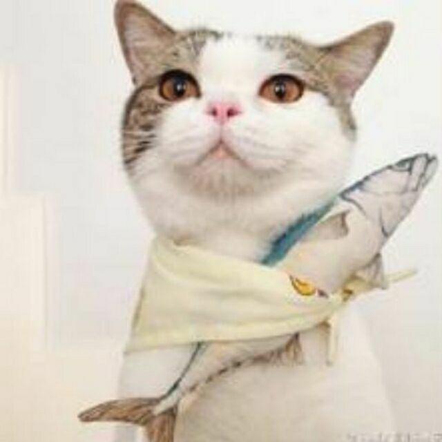 猫儿鱼