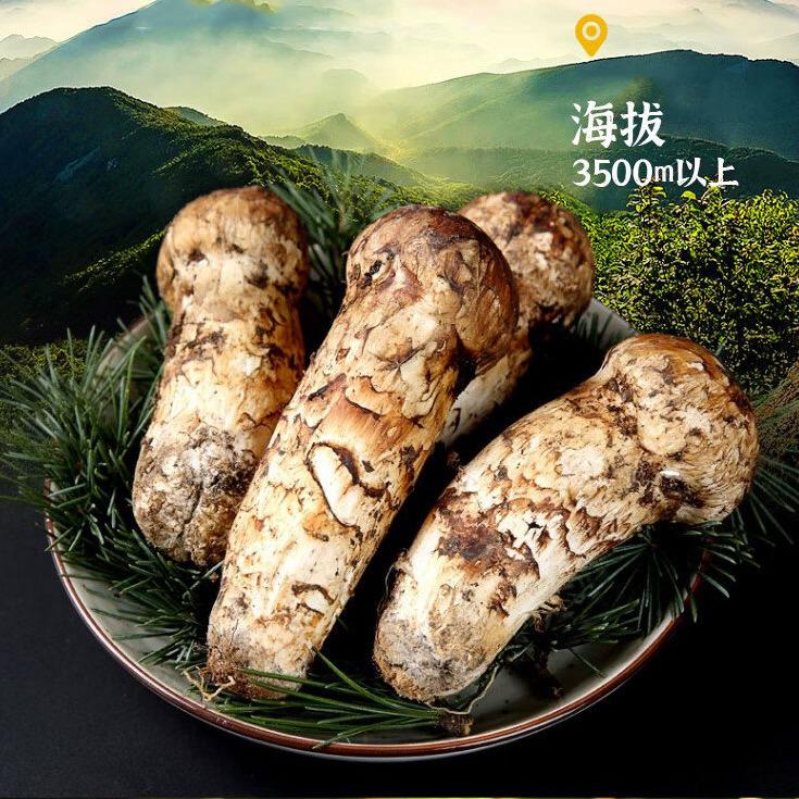 云南现挖新鲜松茸