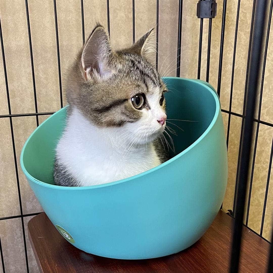 小B猫下楼
