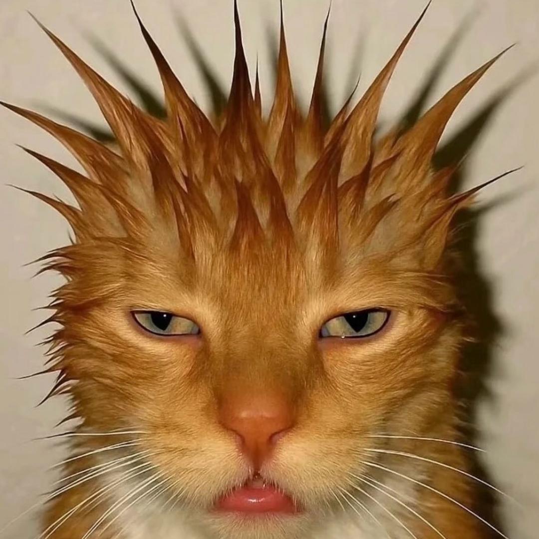 猪扒皮