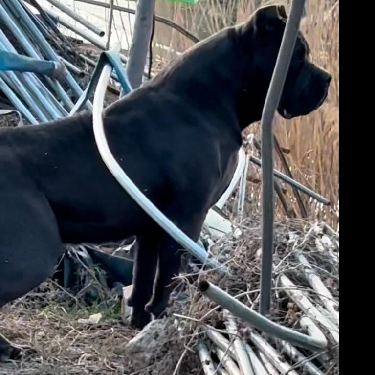 莱卡犬舍（直播2号）