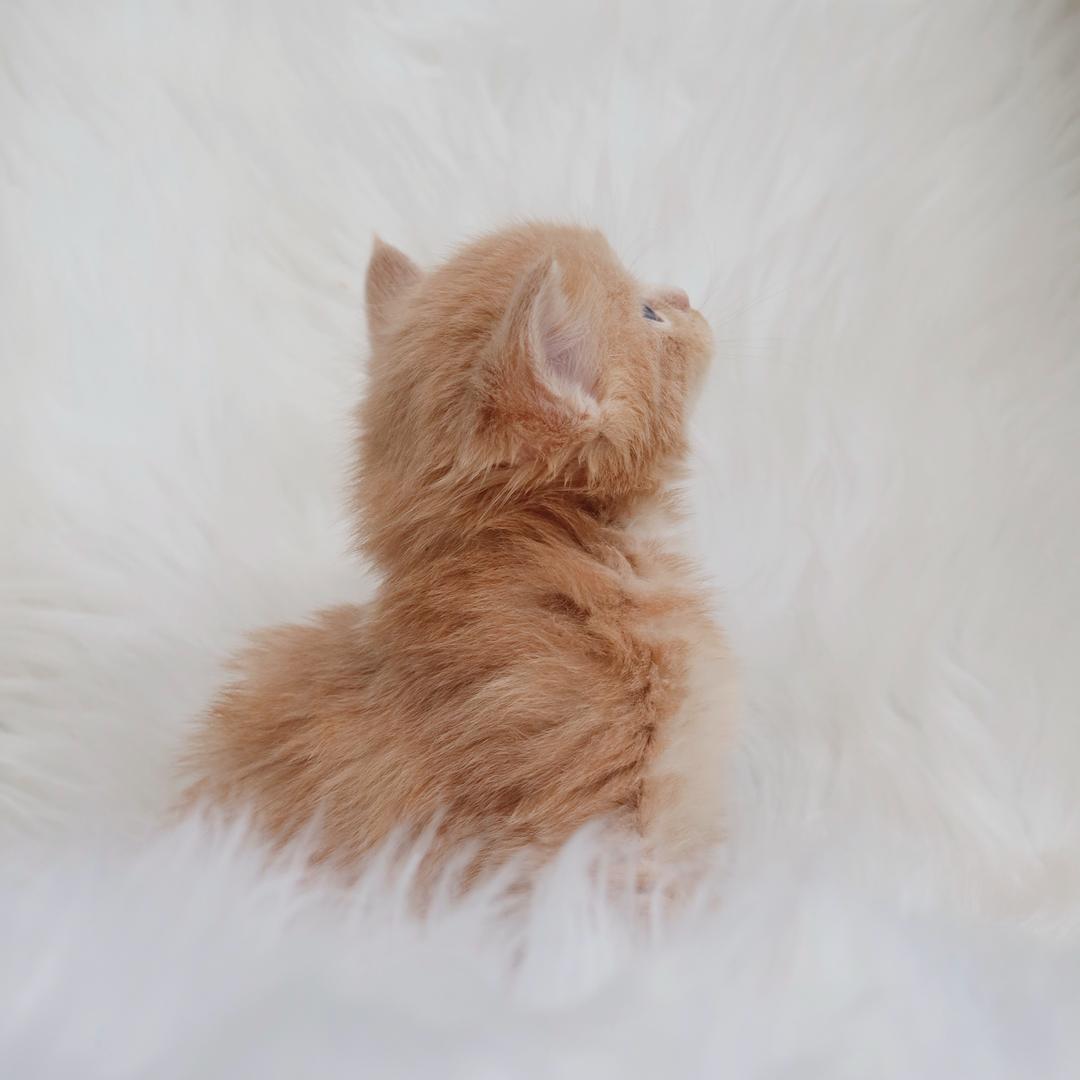 缅亦力·缅因猫舍