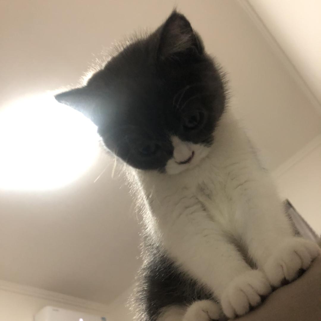 王喵喵是猫猫