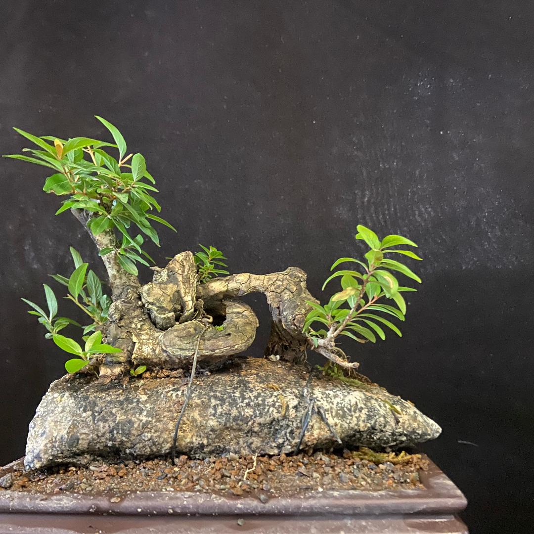 津橙绿植