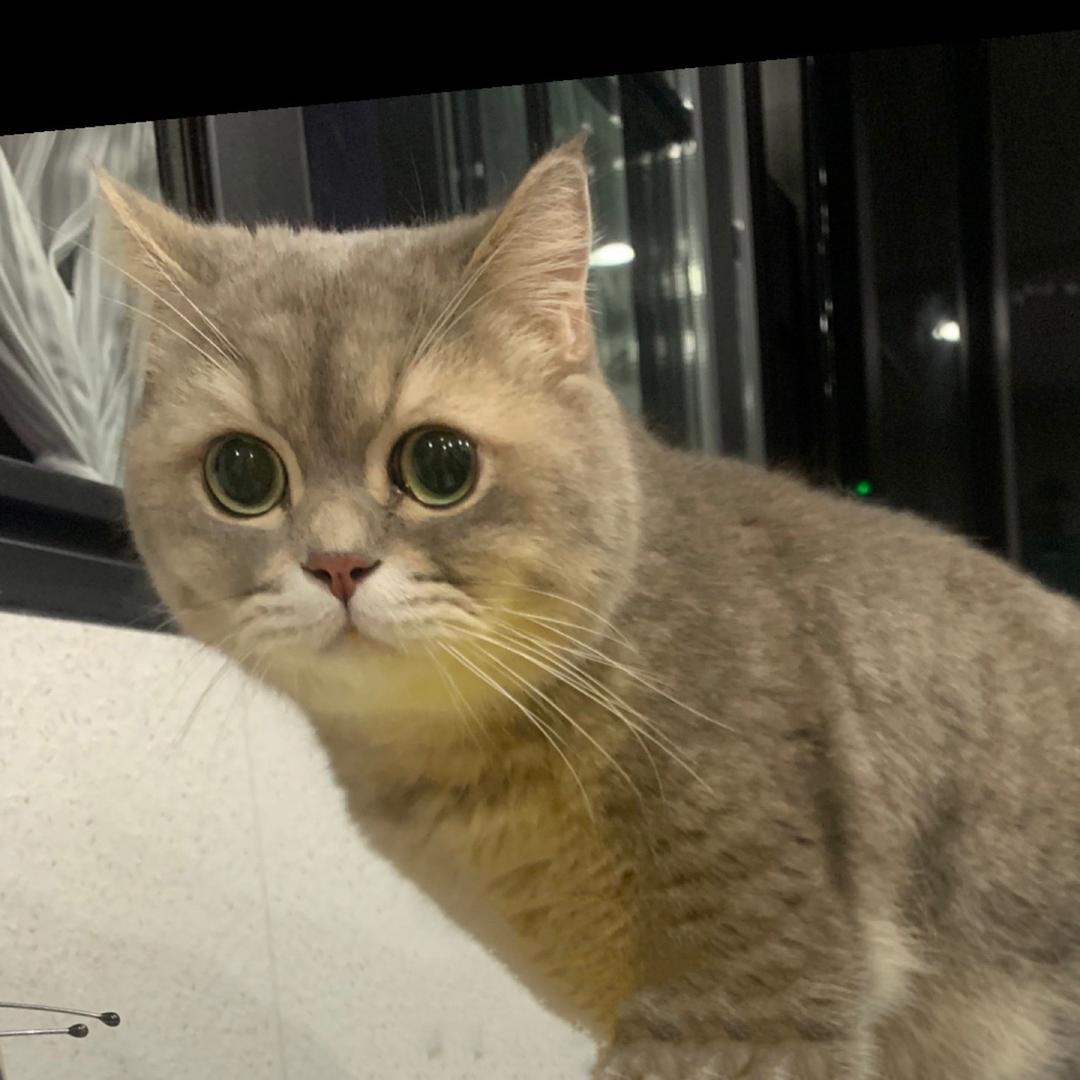 呆毛毛不是呆狗子
