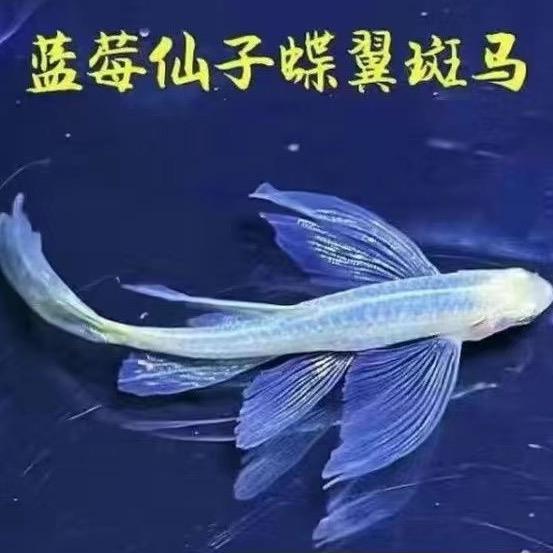 佳钺渔鱼之家