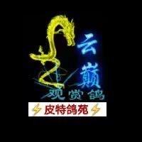 皮特
