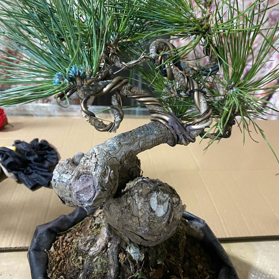 山水盆景园艺