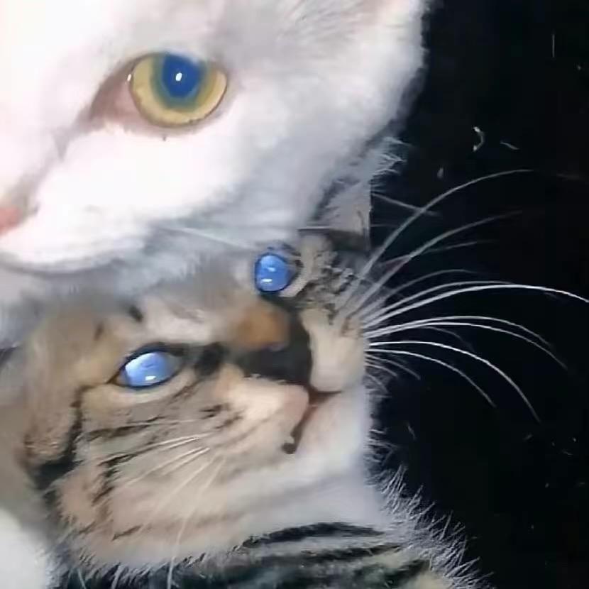 多面体