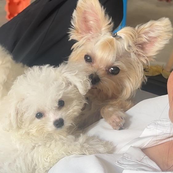 🐶妞妞和棉花糖