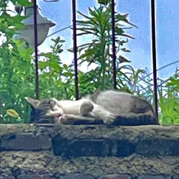 一肚子油