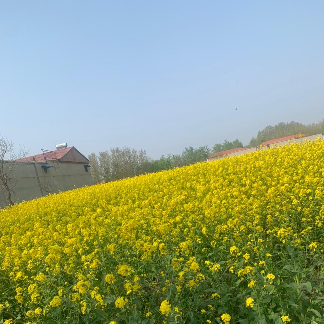 杨家卤鸡