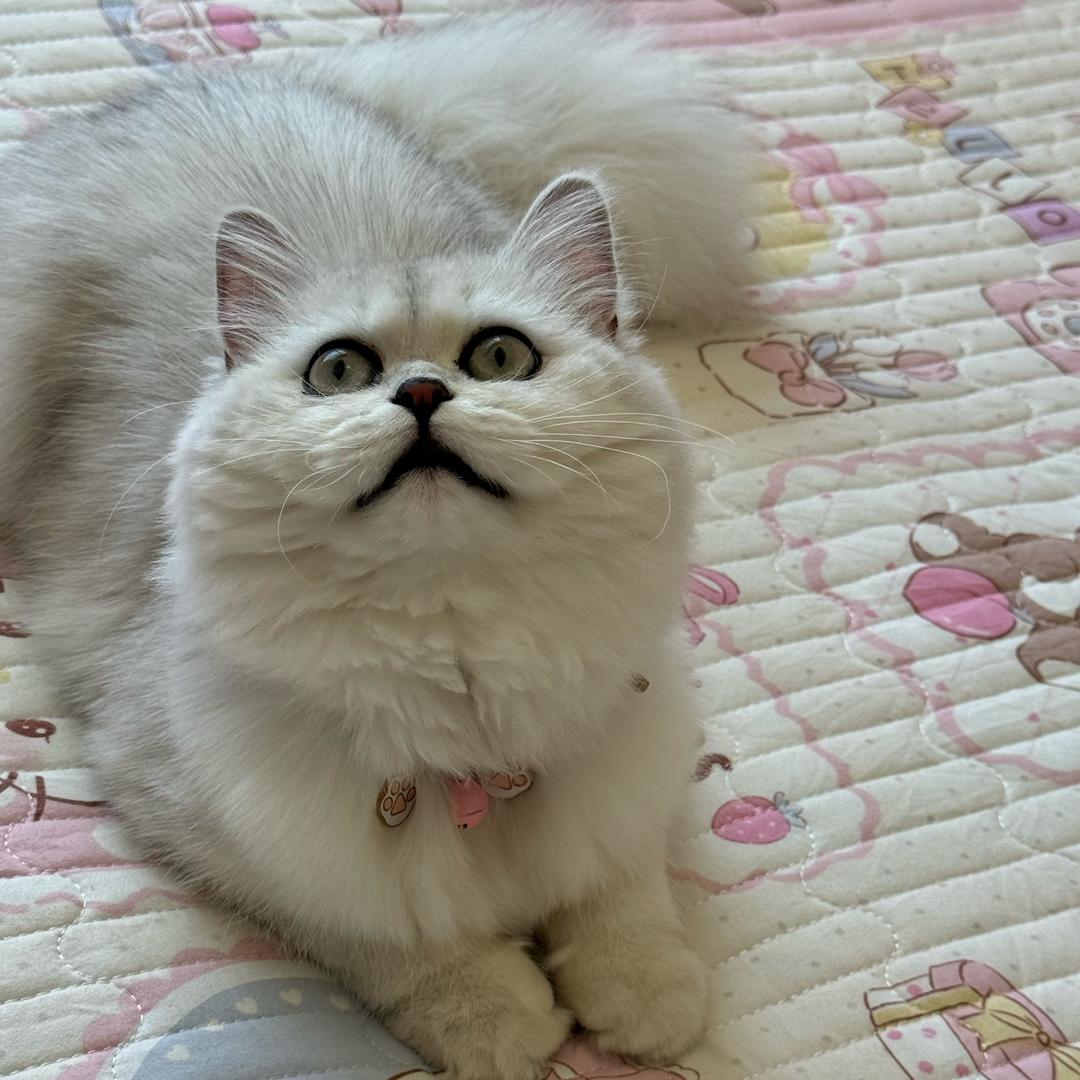 来财🐱与🐹鼠鼠们