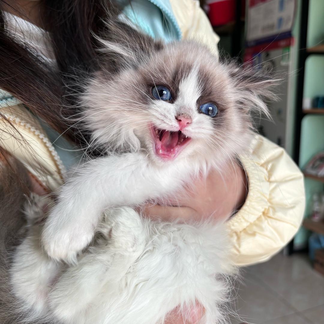 小豆包的每一天