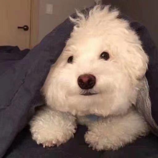 敲你狗头