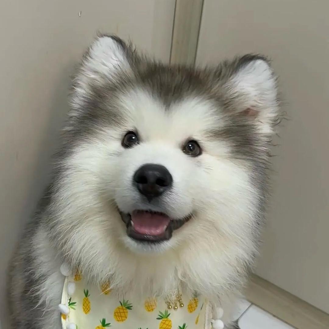 阿伟宠物甄选（犬舍直发）