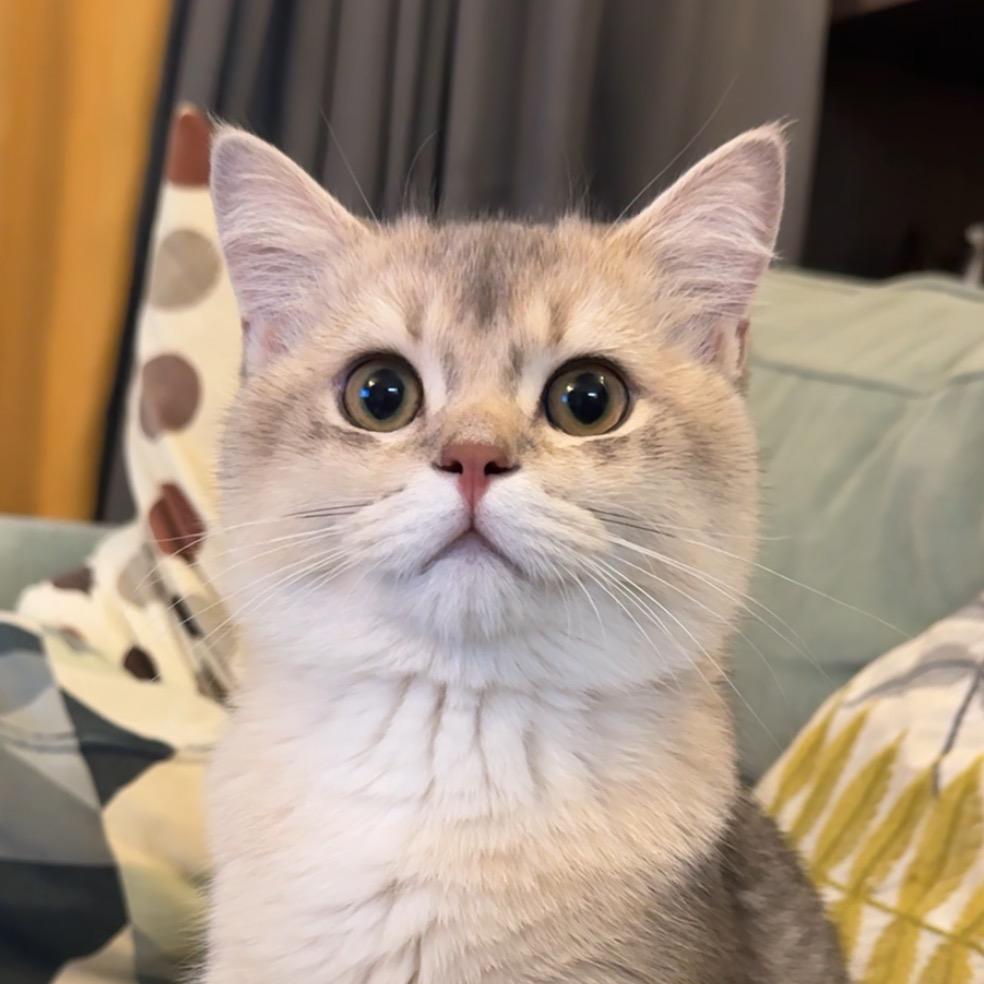 七仔是个粘人精