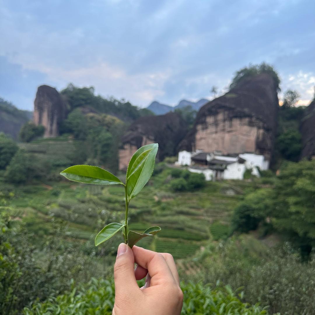 牛栏坑肉桂批发王姐（10斤起批）