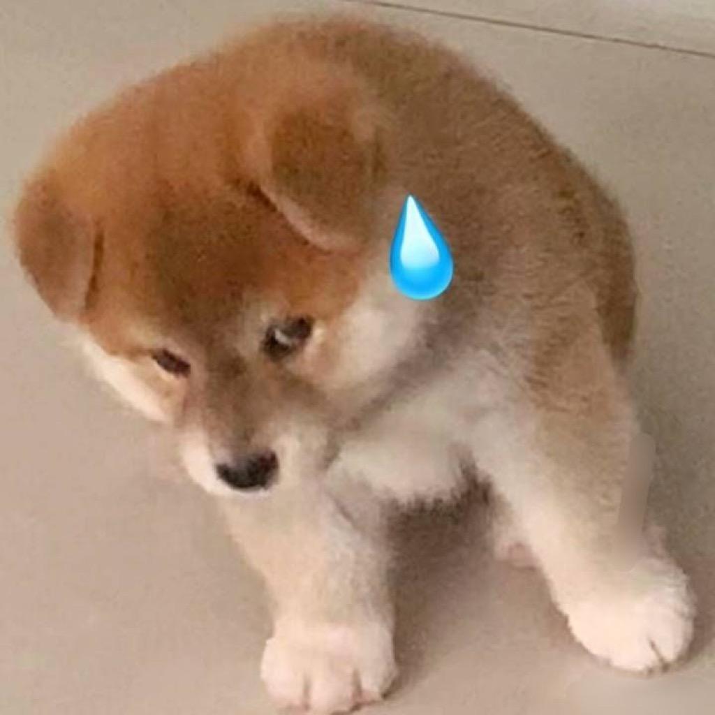 狗子