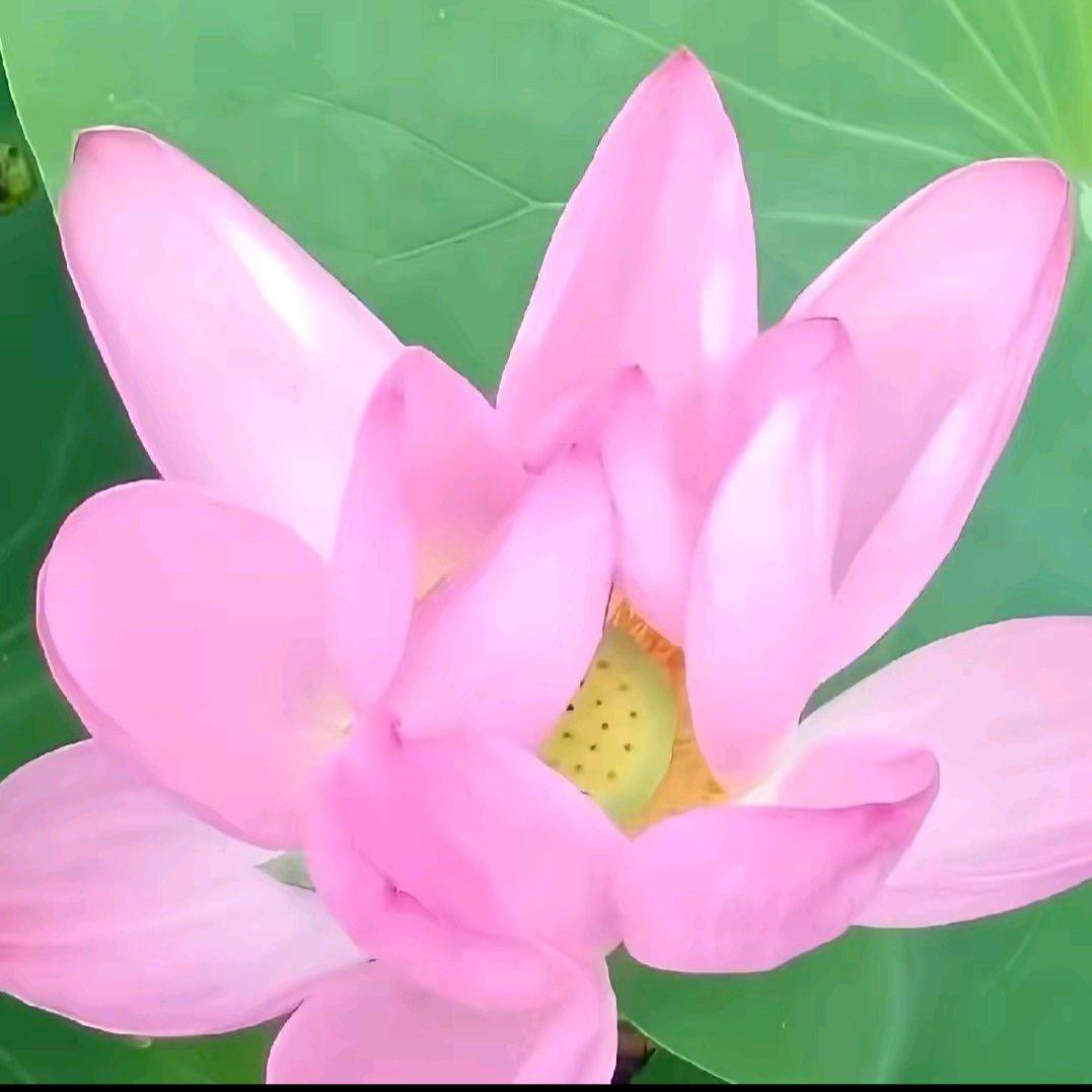 桃悟能。