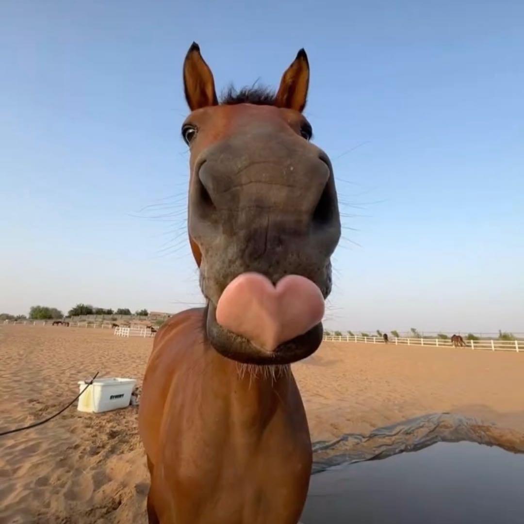 🇵🇸烤鸭汉堡