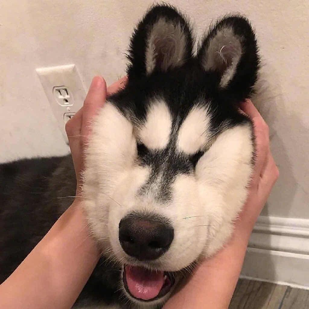 喝露水的拔草、