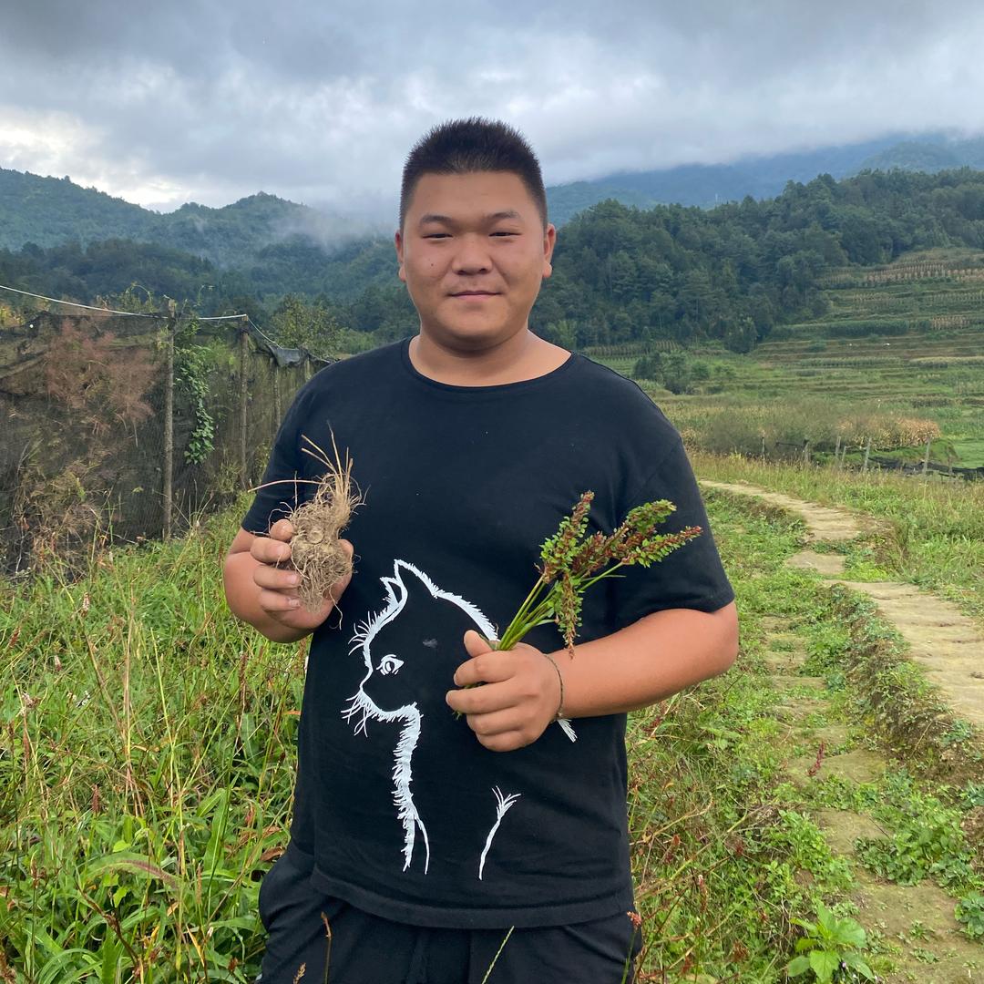 草血竭种植技术指导小佐