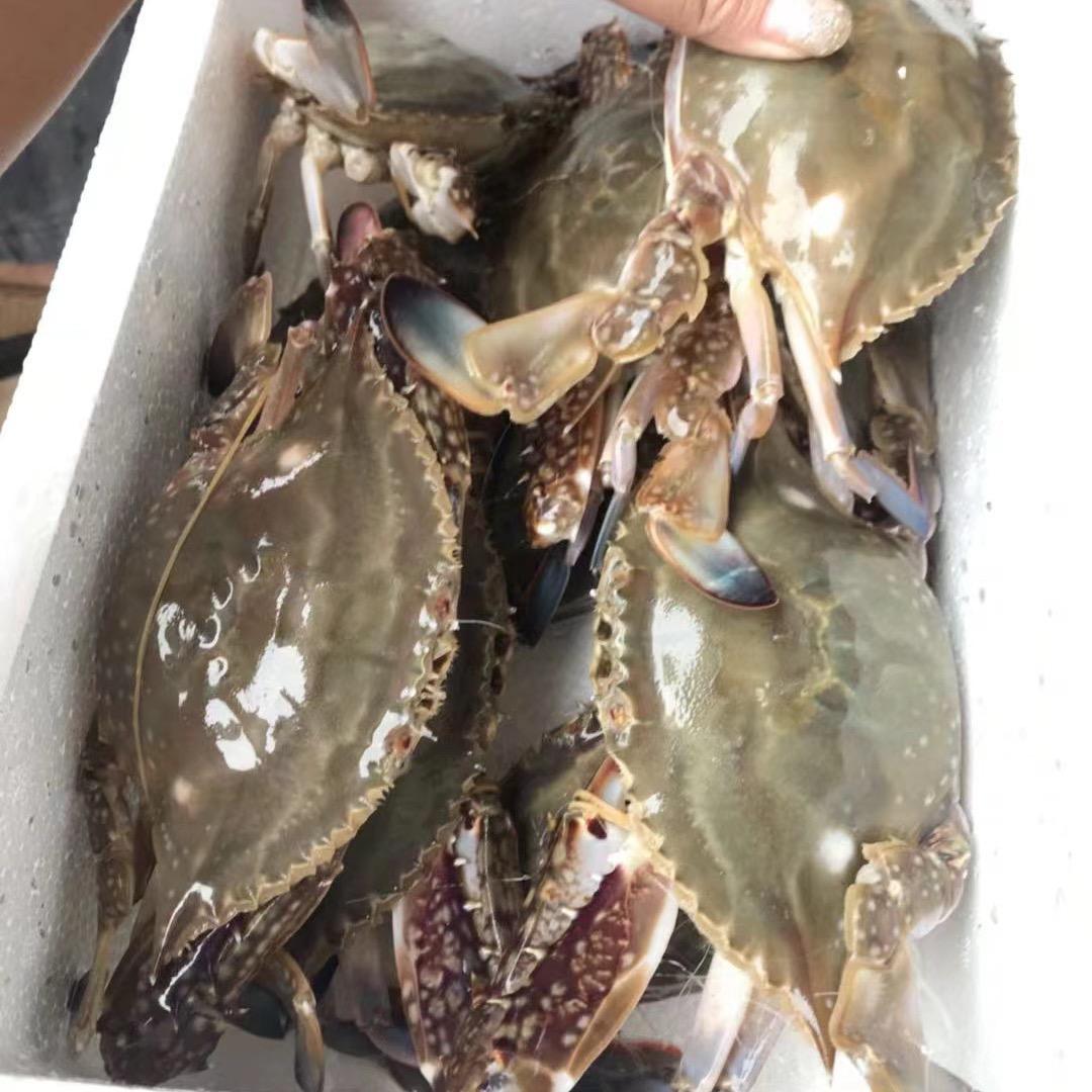 渤海湾海鲜直供🦀码头上岸鲜活到家