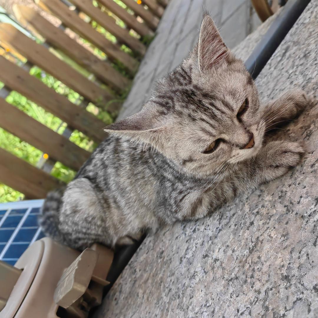 小葵