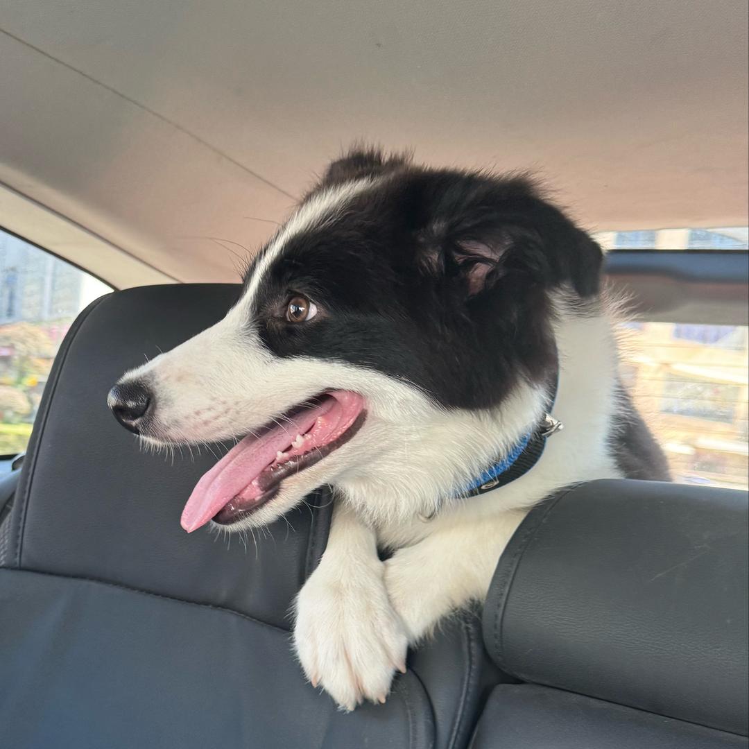 儿子与他的爱狗狗