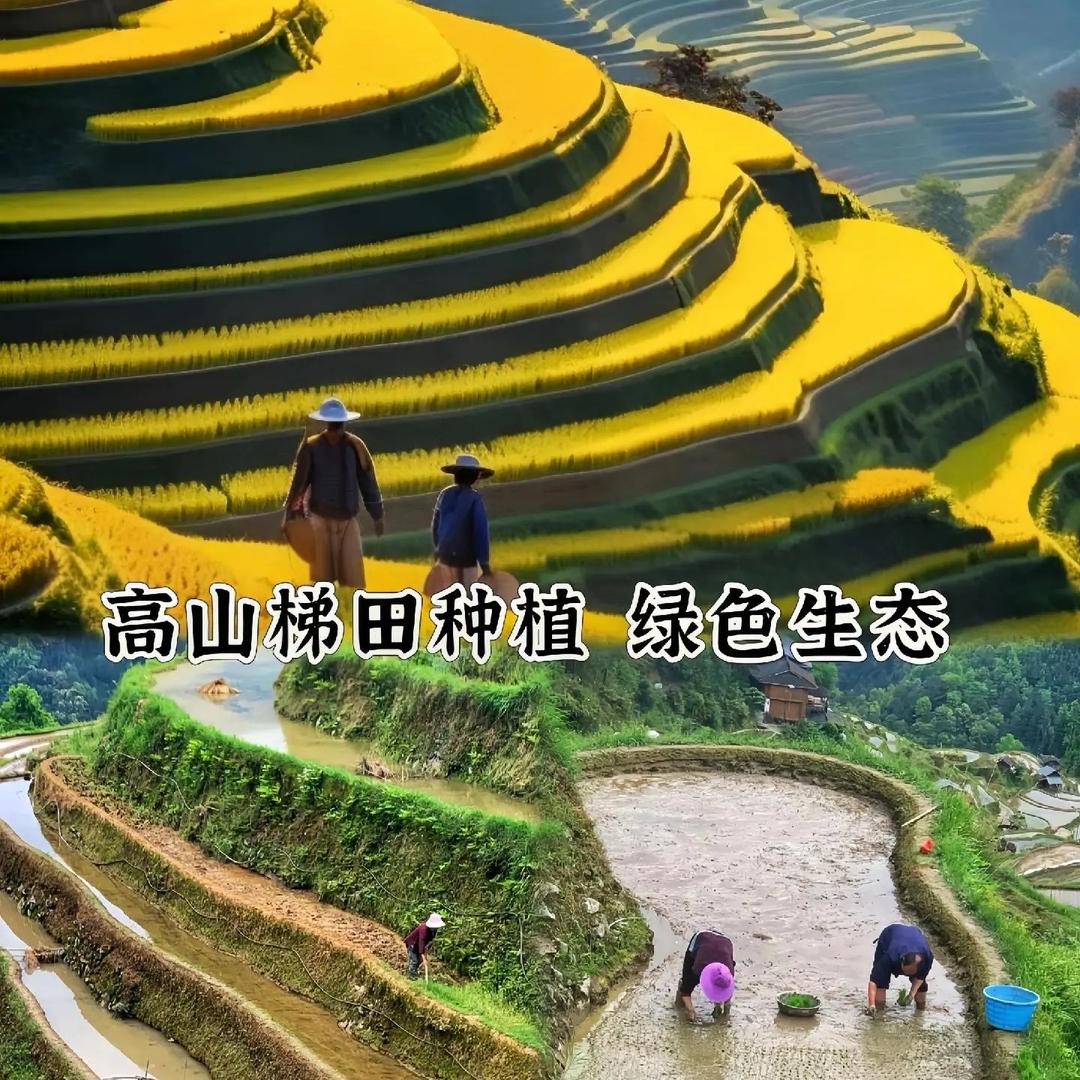 贵州小思妹