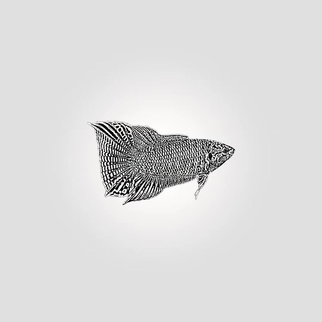 阿东国斗