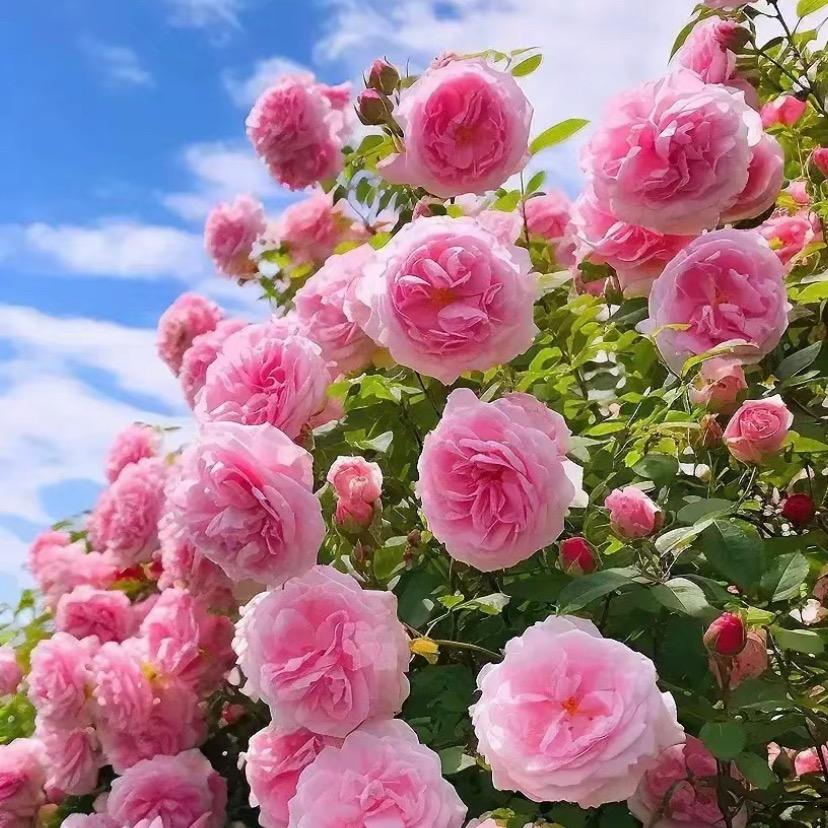 芽米佳营养土工厂