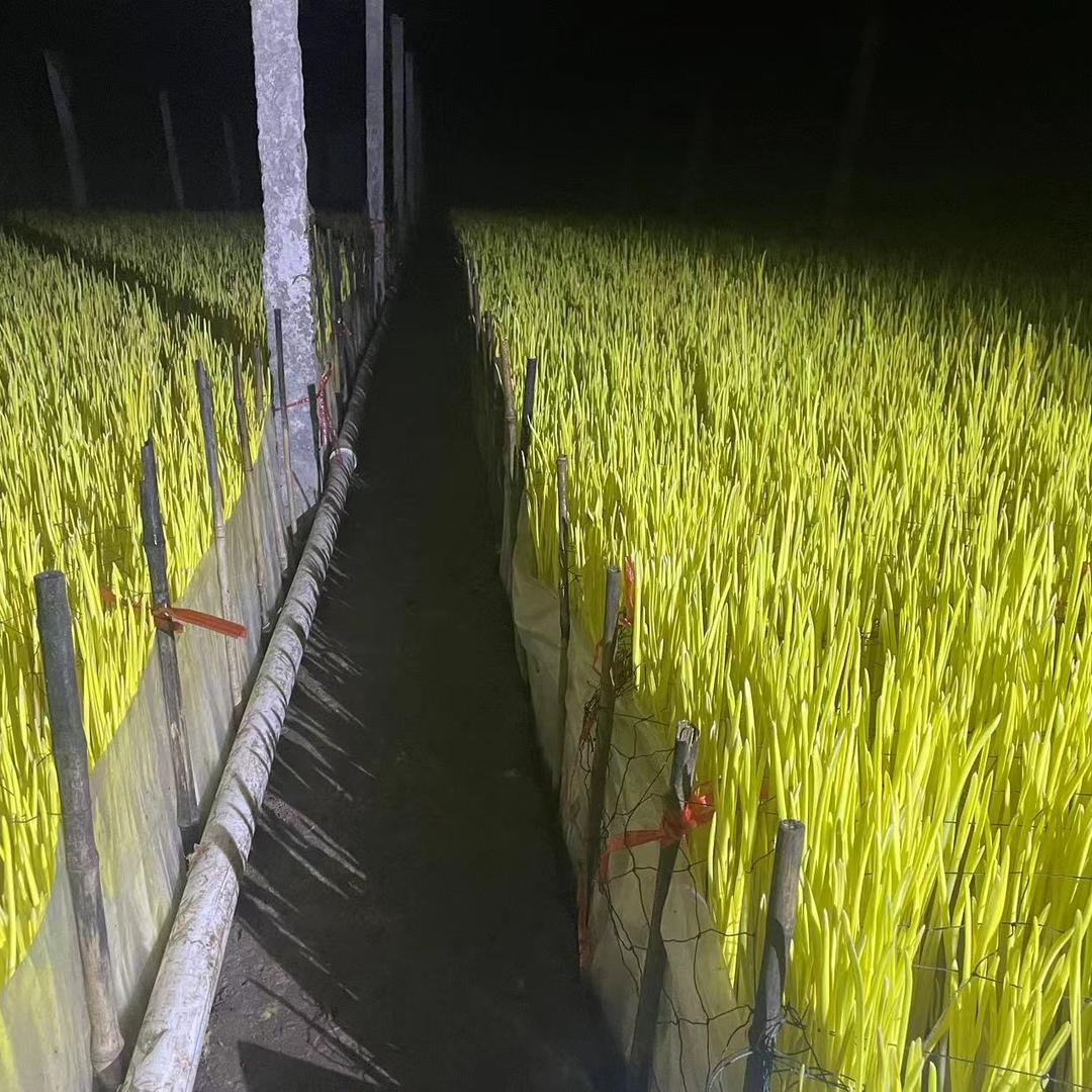 蒜黄种植基地