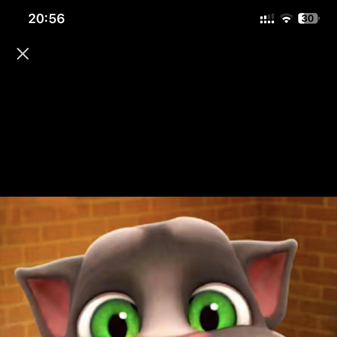 星皓大脸猫