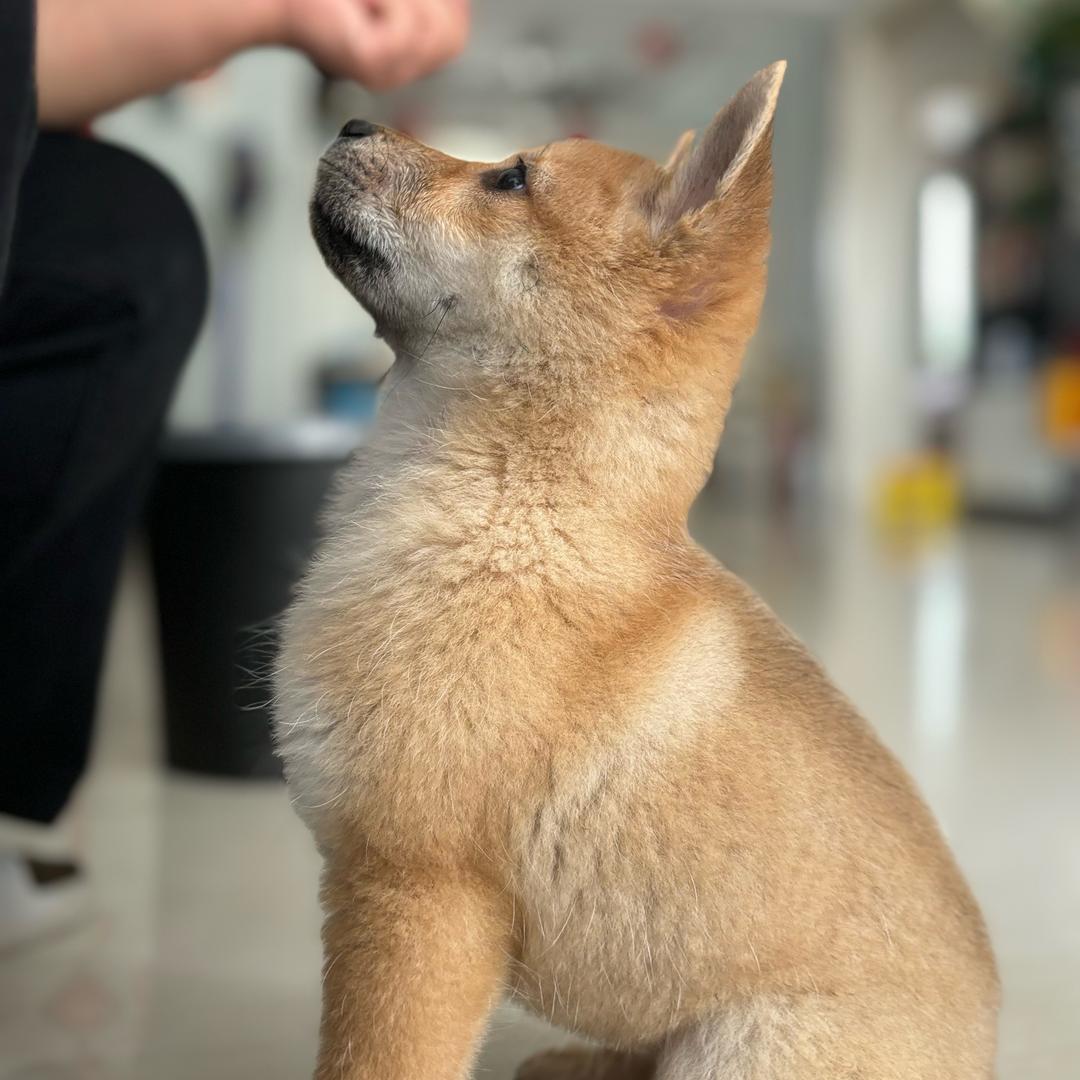 中华田园犬@团团