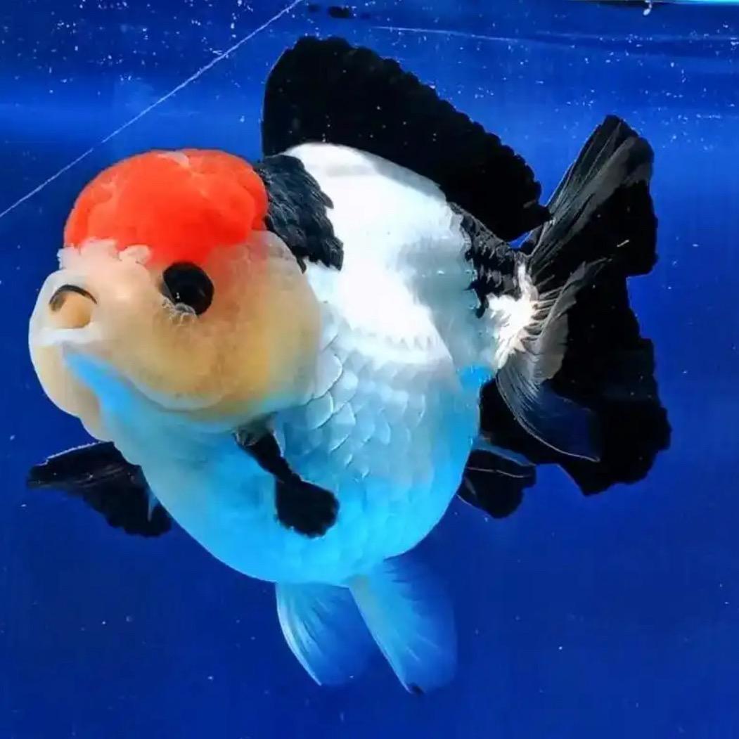 洺浩金鱼观赏鱼